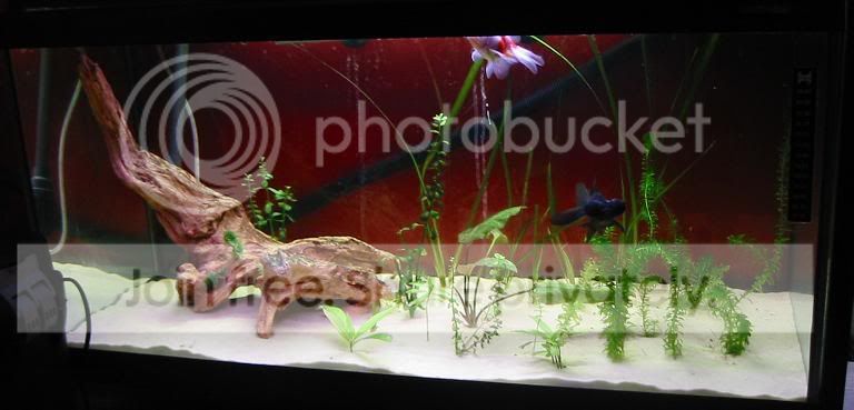goldfishtank.jpg