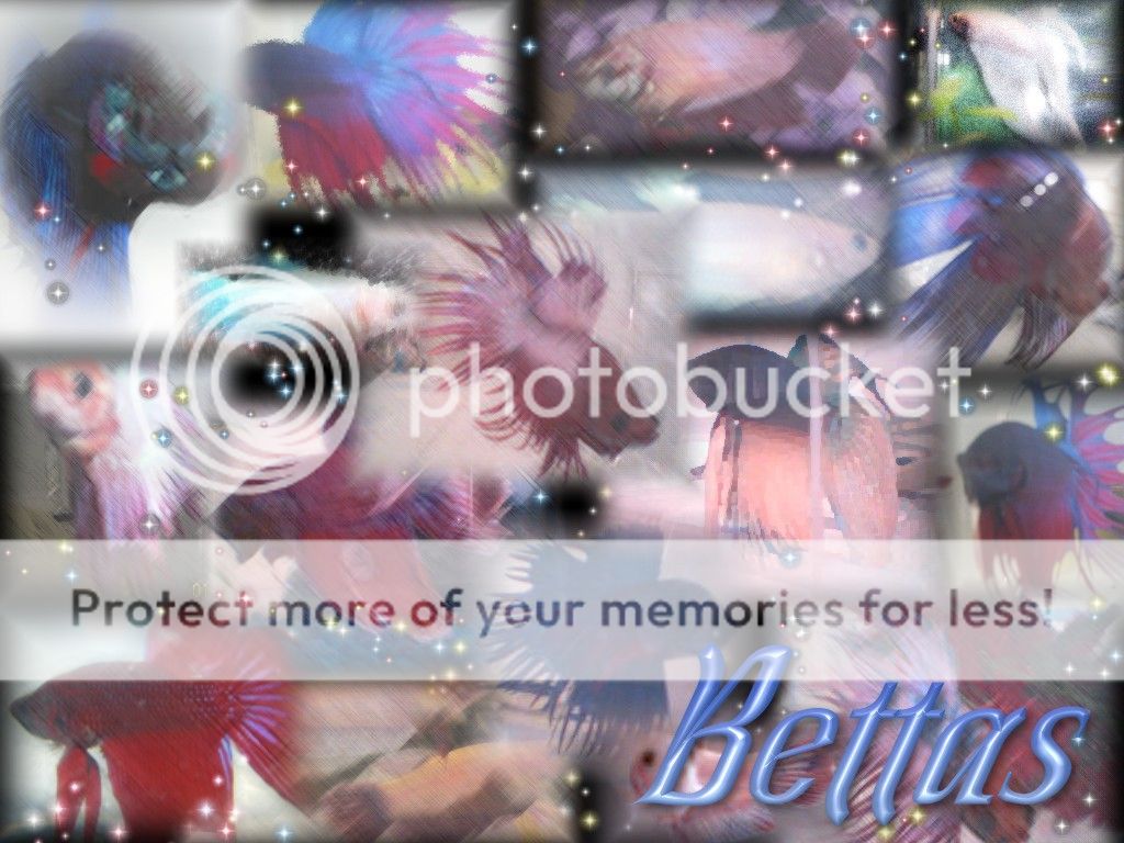 collage2.jpg