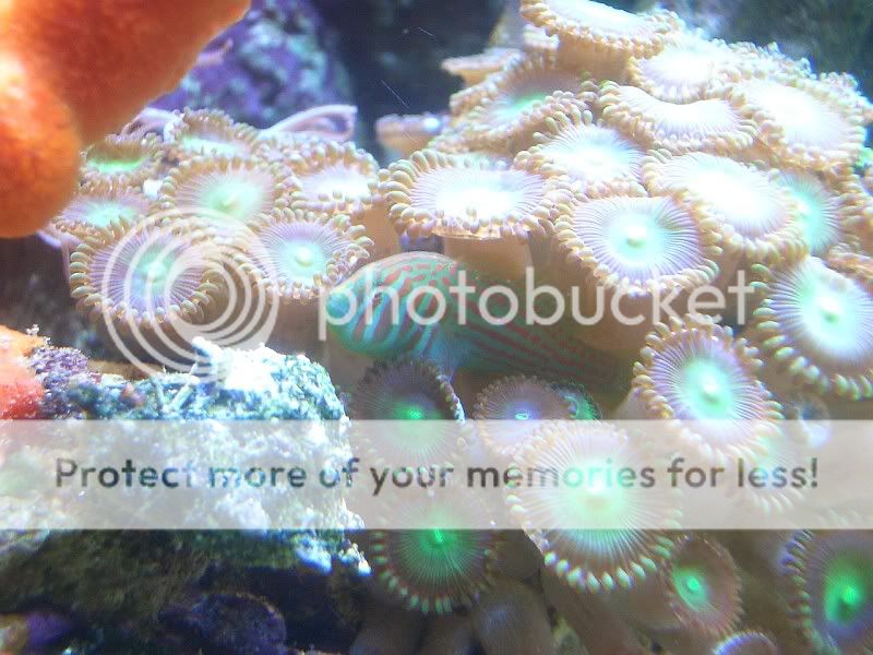 GreenGoby.jpg