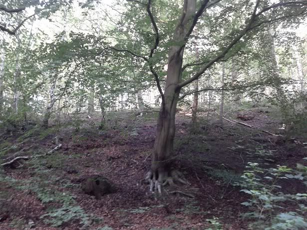 2012-06-20194853.jpg