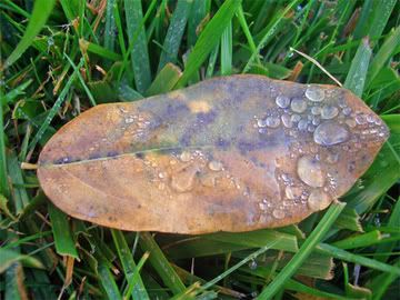 leaf4.jpg