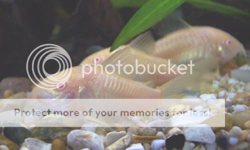 030307albinocories.jpg