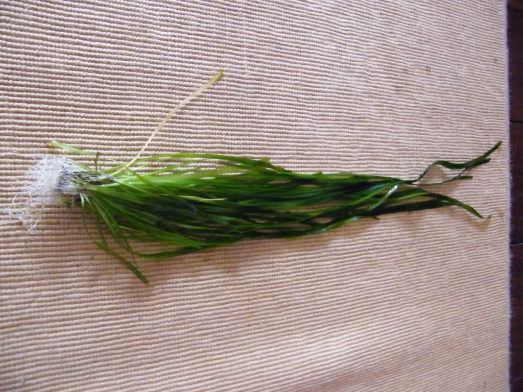 DSCF4886.jpg