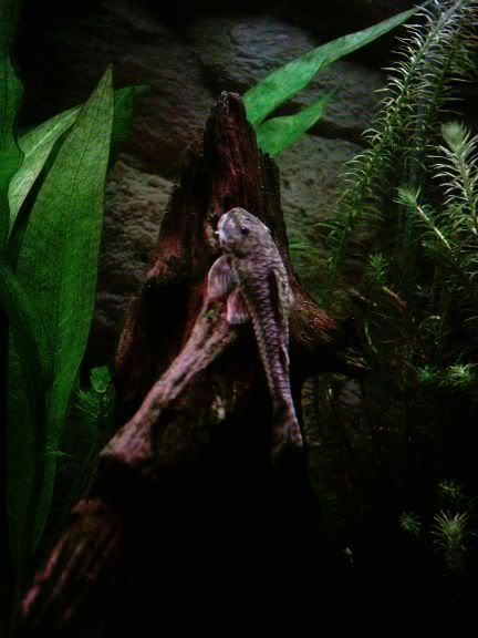 Plec1-1.jpg
