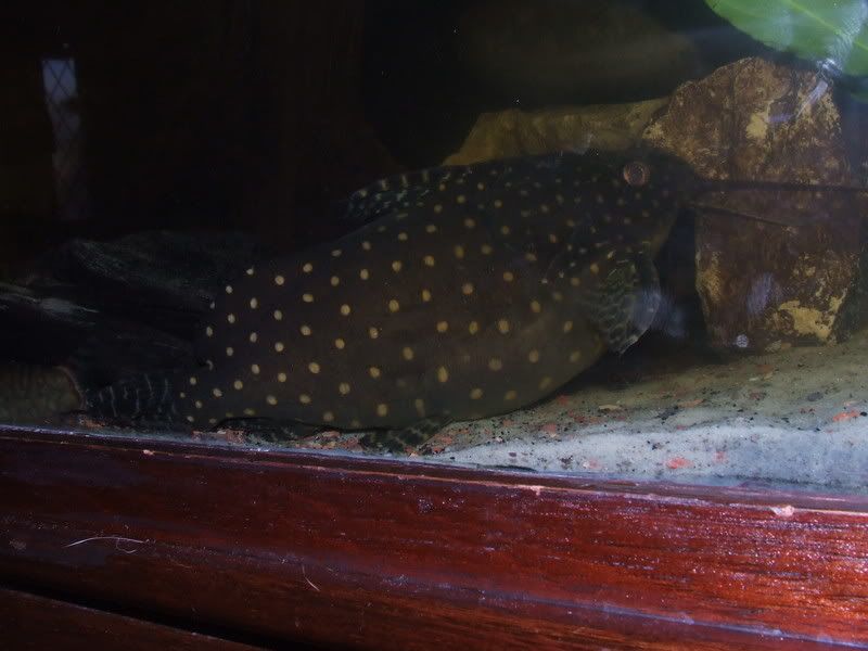 DSCF3146.jpg