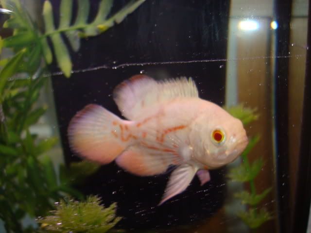 tropicalfish009.jpg