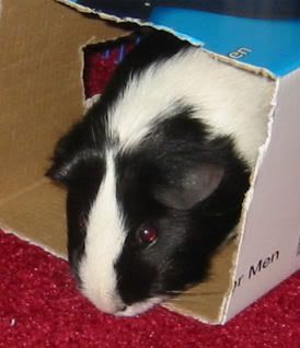 Kiwi4.jpg