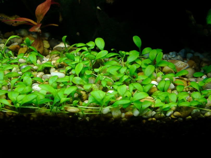 1glosso60close2.jpg