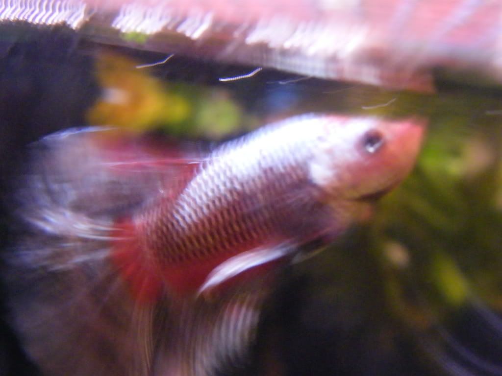 DSCF4308.jpg