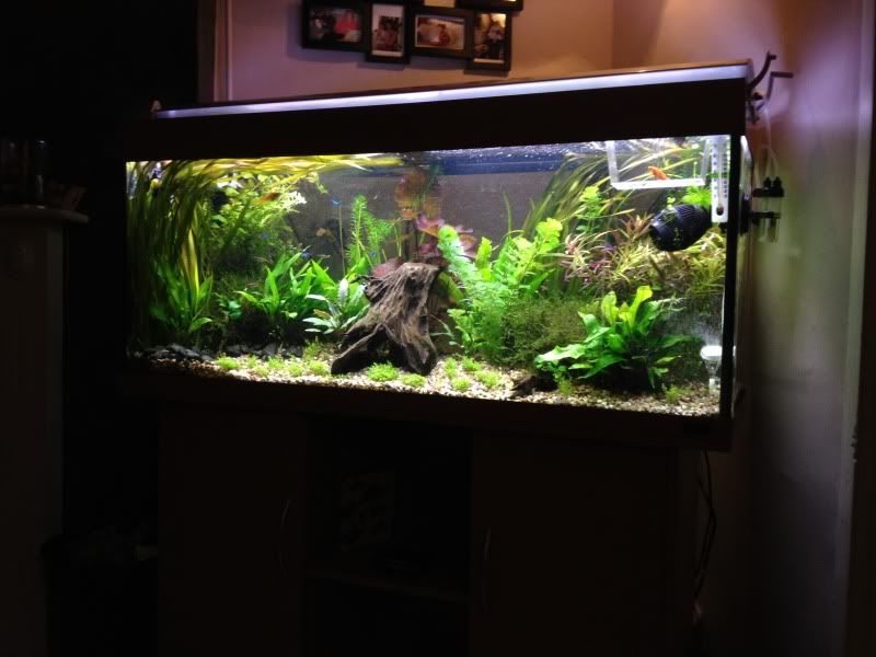 tank003.jpg