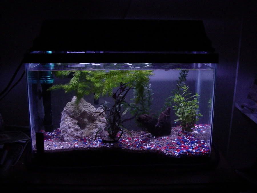 fishtank11.jpg