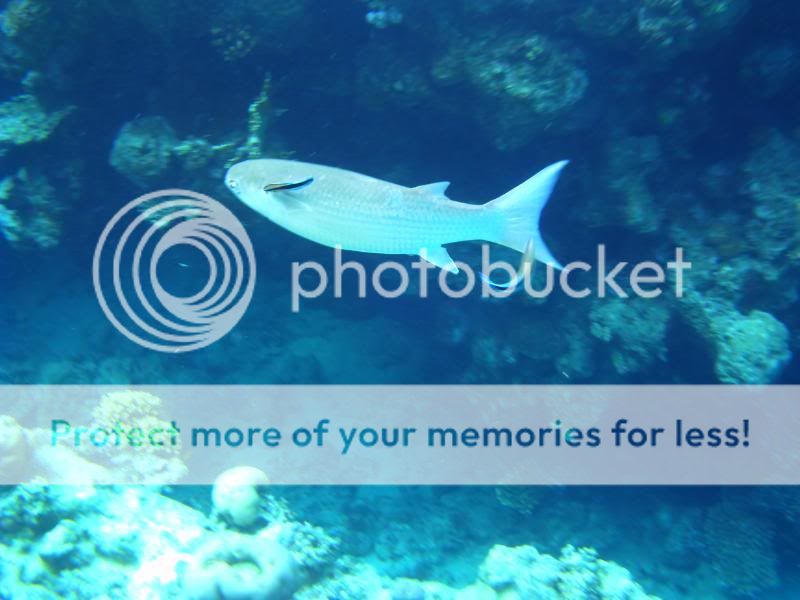 underwater128.jpg