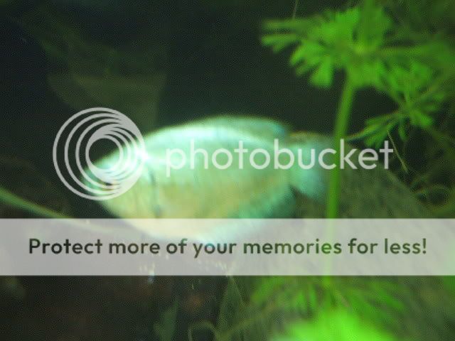 DSCF0067.jpg