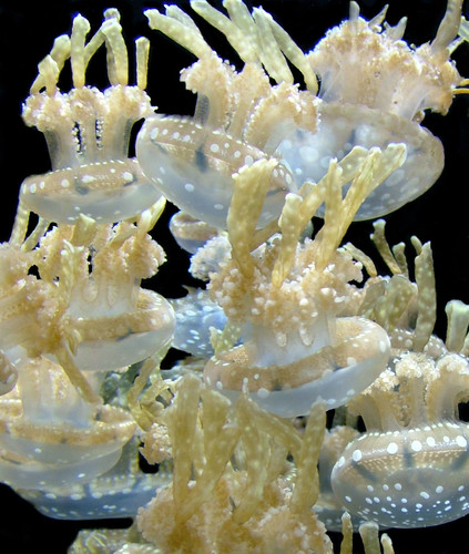 2118664970_73cea6369e.jpg