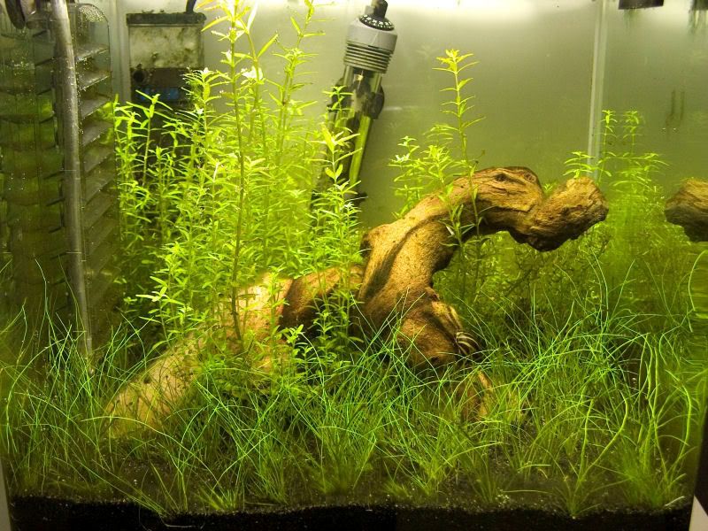 Fishcube20.jpg