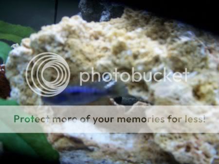 fish1.jpg