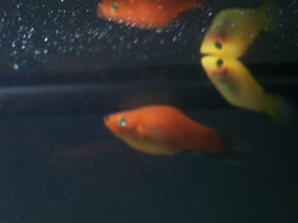 Kensfishes003.jpg