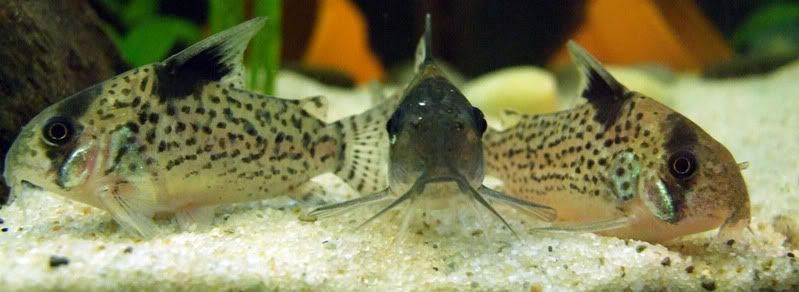 CorydorasagassiziiCorydorasleucomel.jpg