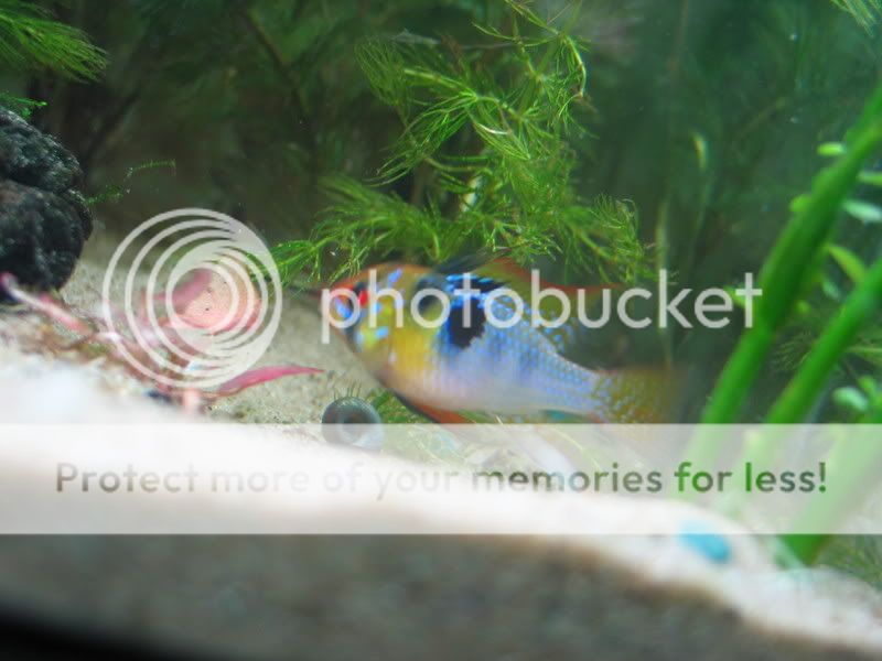 Fish016.jpg