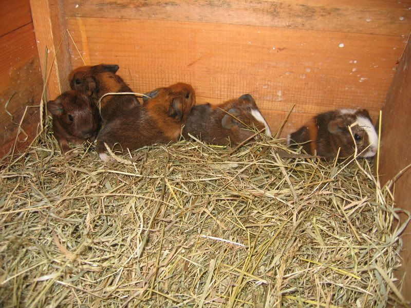 5minis002.jpg