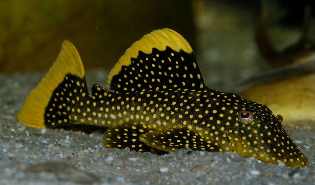 GoldNuggetPleco.jpg