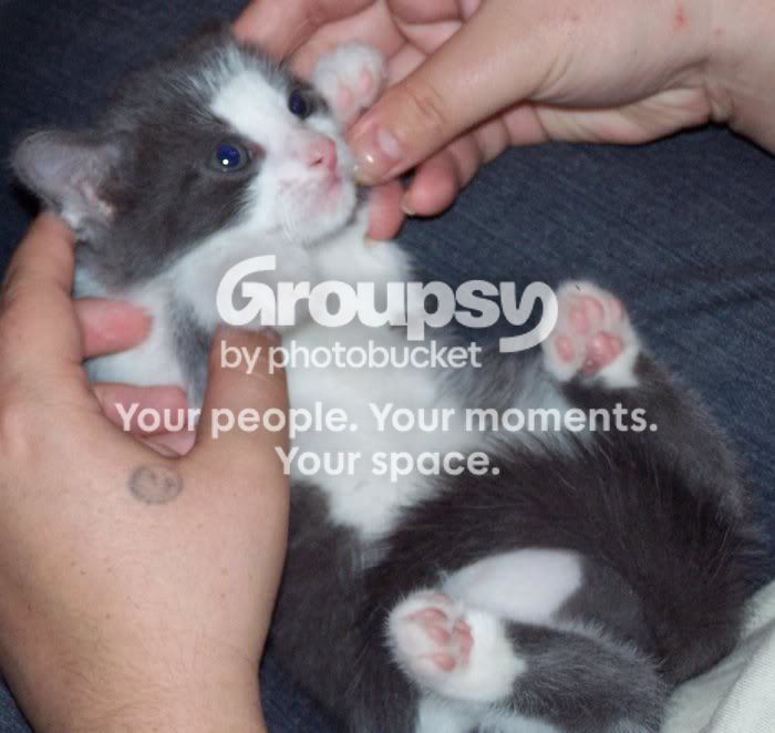 Kittens029.jpg