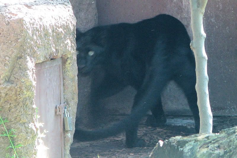 BlackLeopard.jpg
