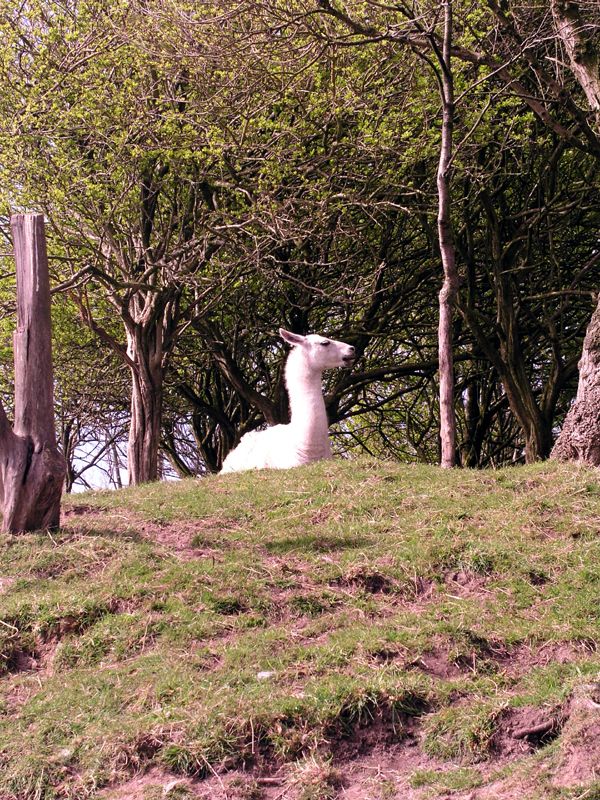 llama.jpg