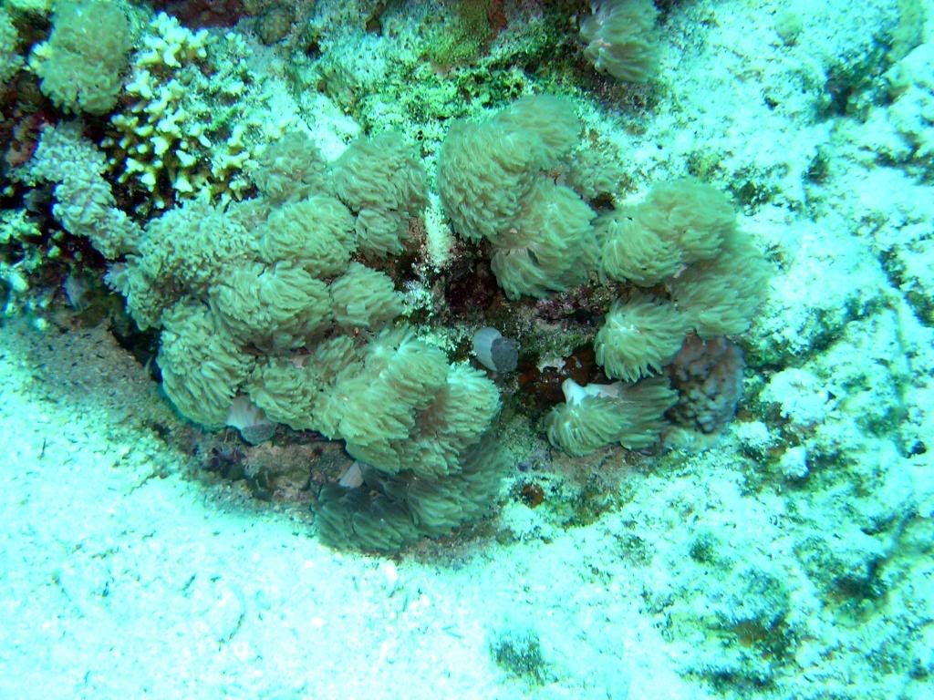 P1010081c.jpg
