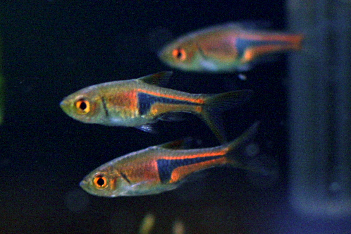 Trigonostigma_espei.jpg