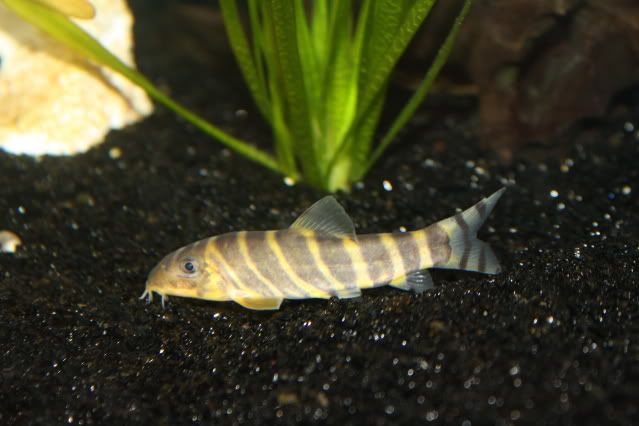 FishTank26-04-09030.jpg