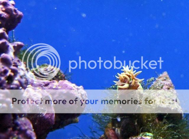 2009_0721Reef0012a.jpg