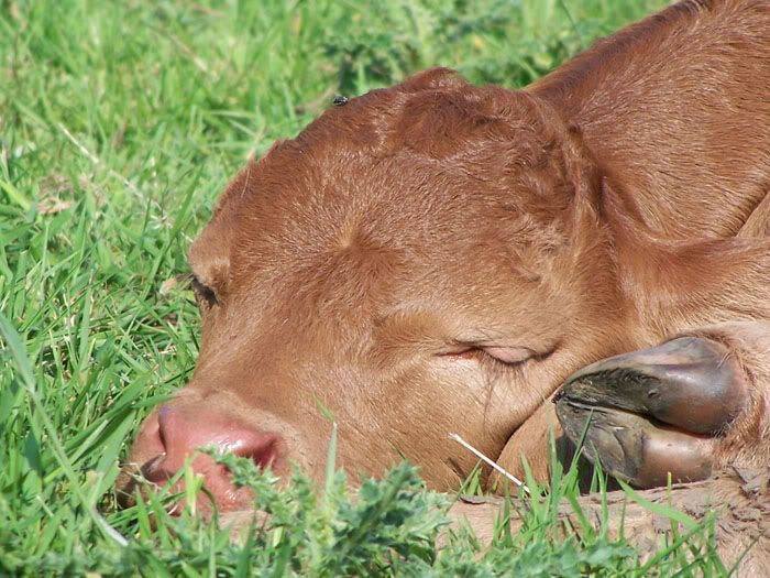 cow1.jpg