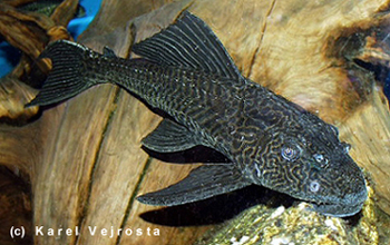hypostomus.jpg