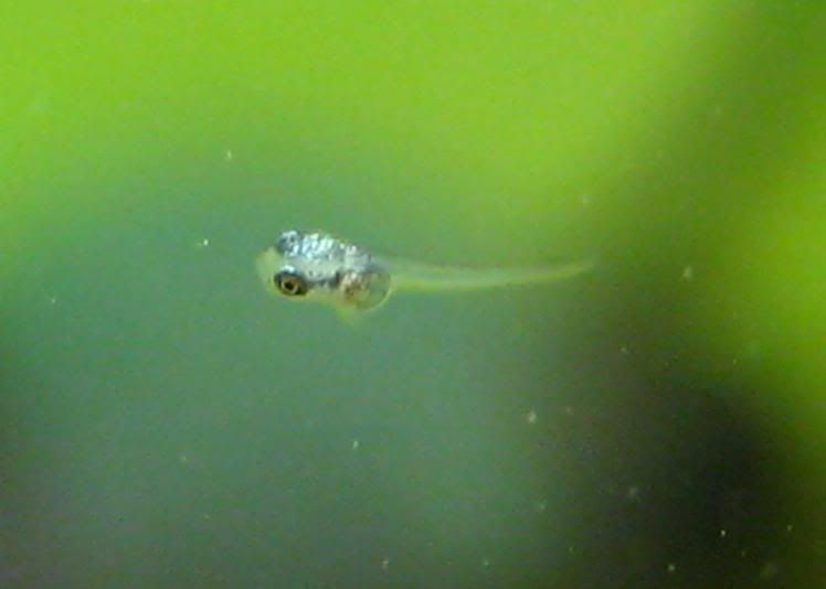 fish1232.jpg