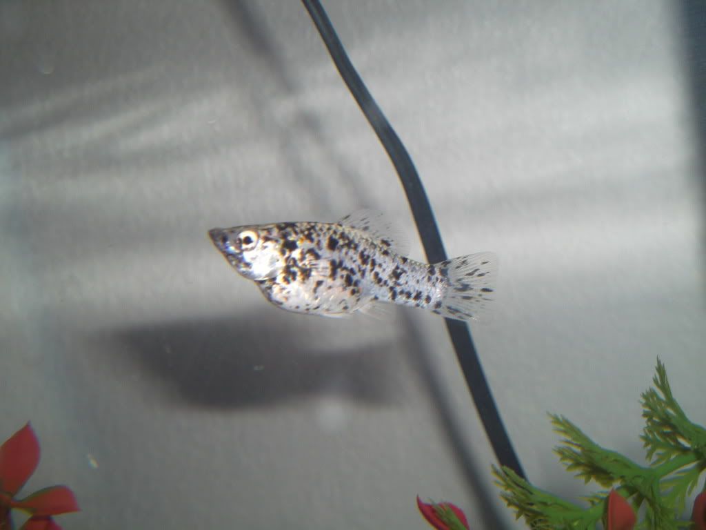 DSCF6720.jpg