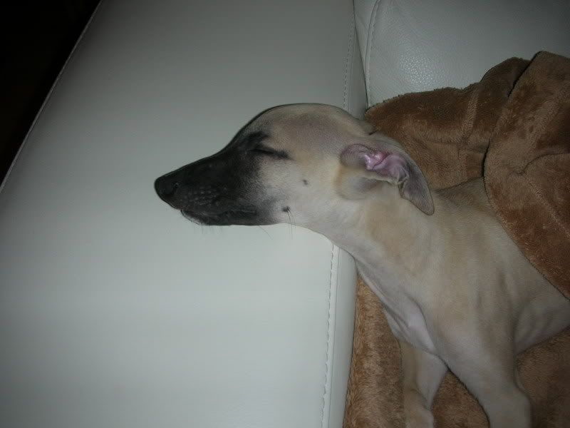 aidie011.jpg