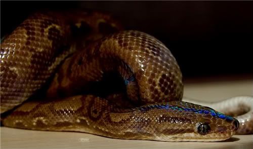 rainbowboa.jpg