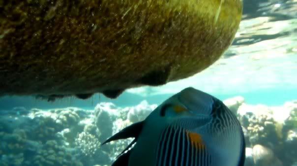 fish2.jpg