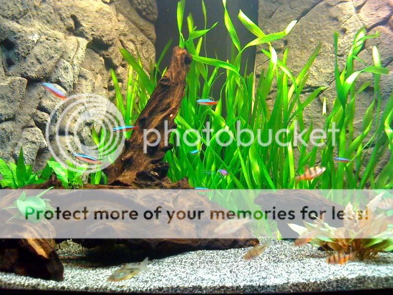 rescape3-1.jpg