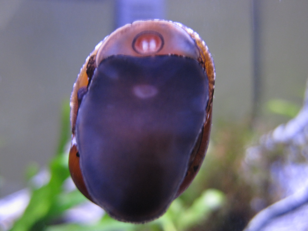 Tracked_Nerite_Snail-3.png