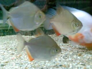 Image040-1.jpg