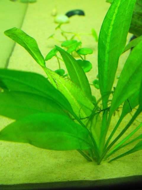 2010_0713tank0018.jpg