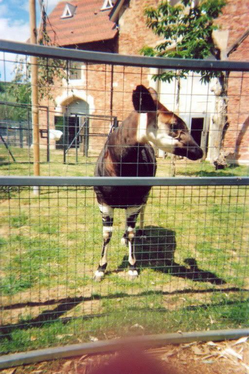 lomo1.jpg