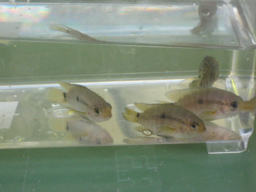CichlidDitch011.jpg