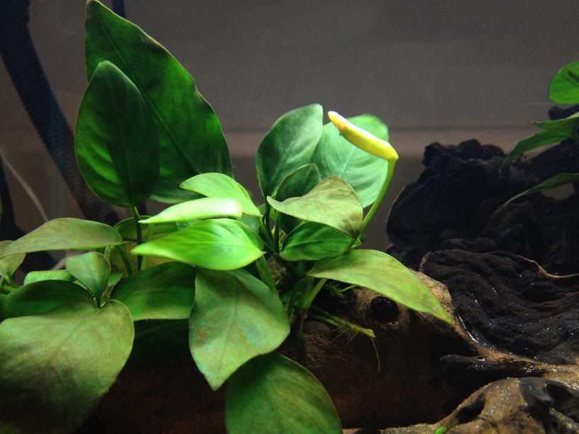 anubias.jpg