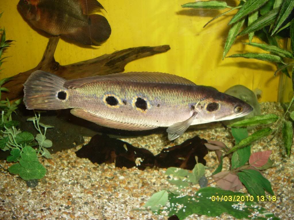SDC10688.jpg