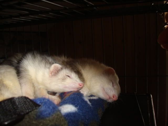 ferrets1002.jpg