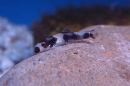 pandaloach3.jpg