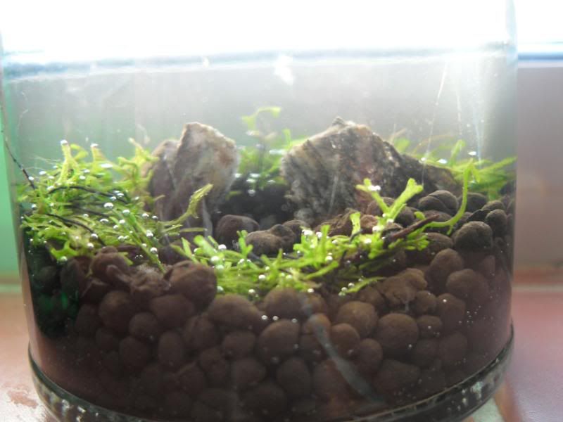 pearling.jpg